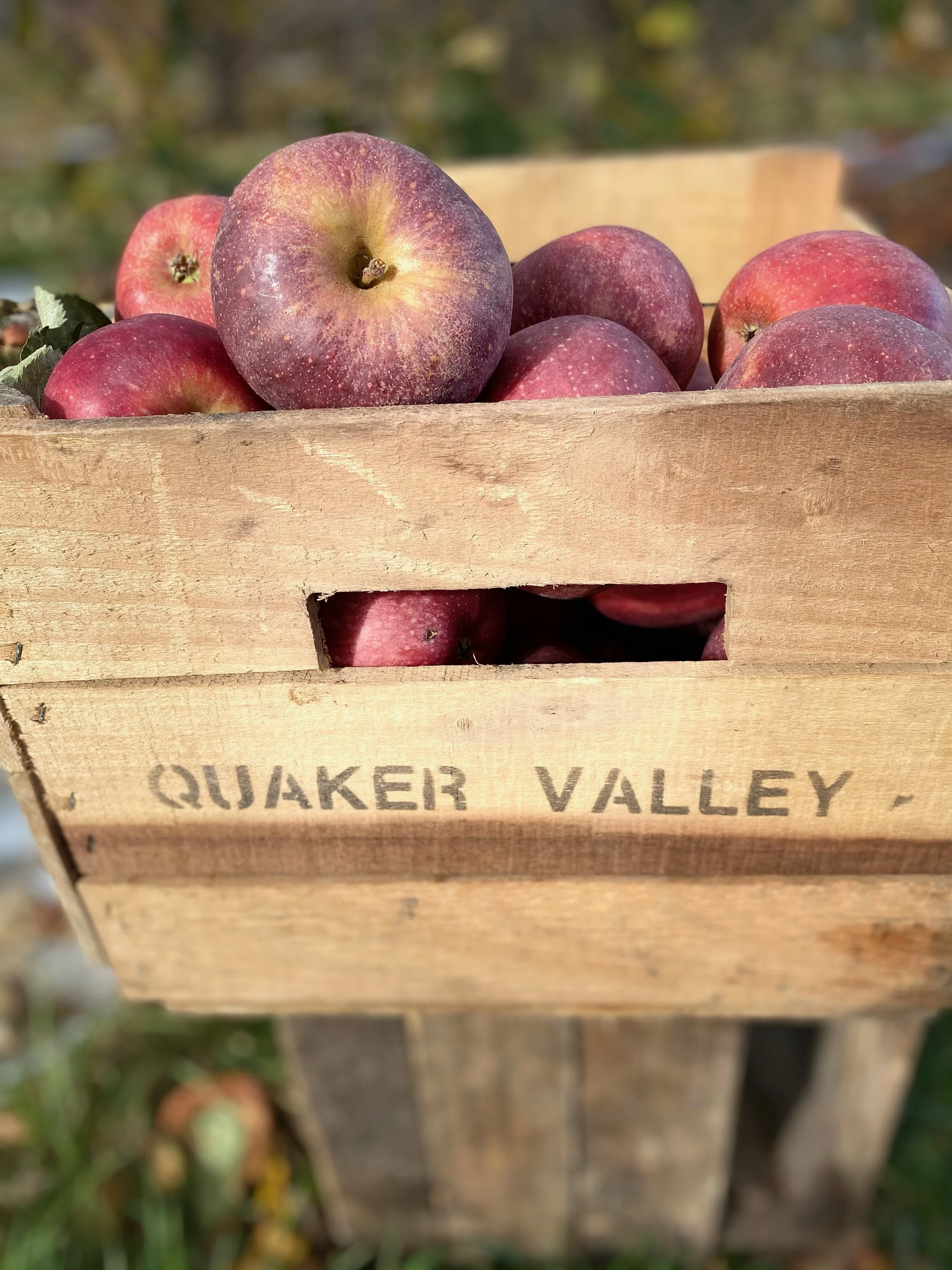 Stayman Apples — Quaker Valley Orchards & Guest House