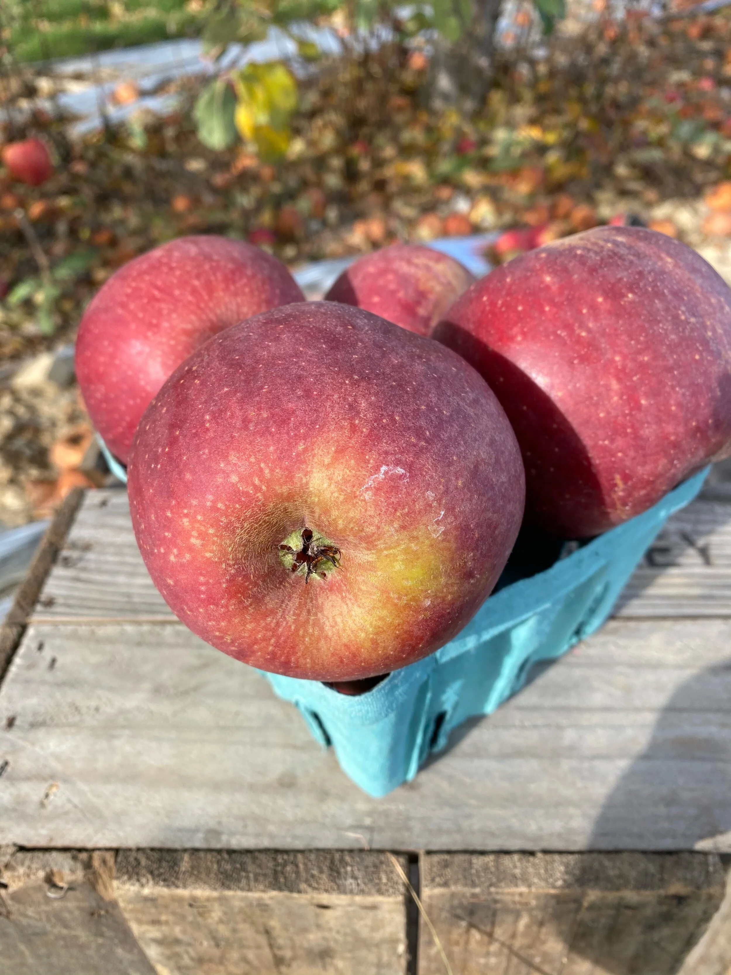 Stayman Apples — Quaker Valley Orchards & Guest House