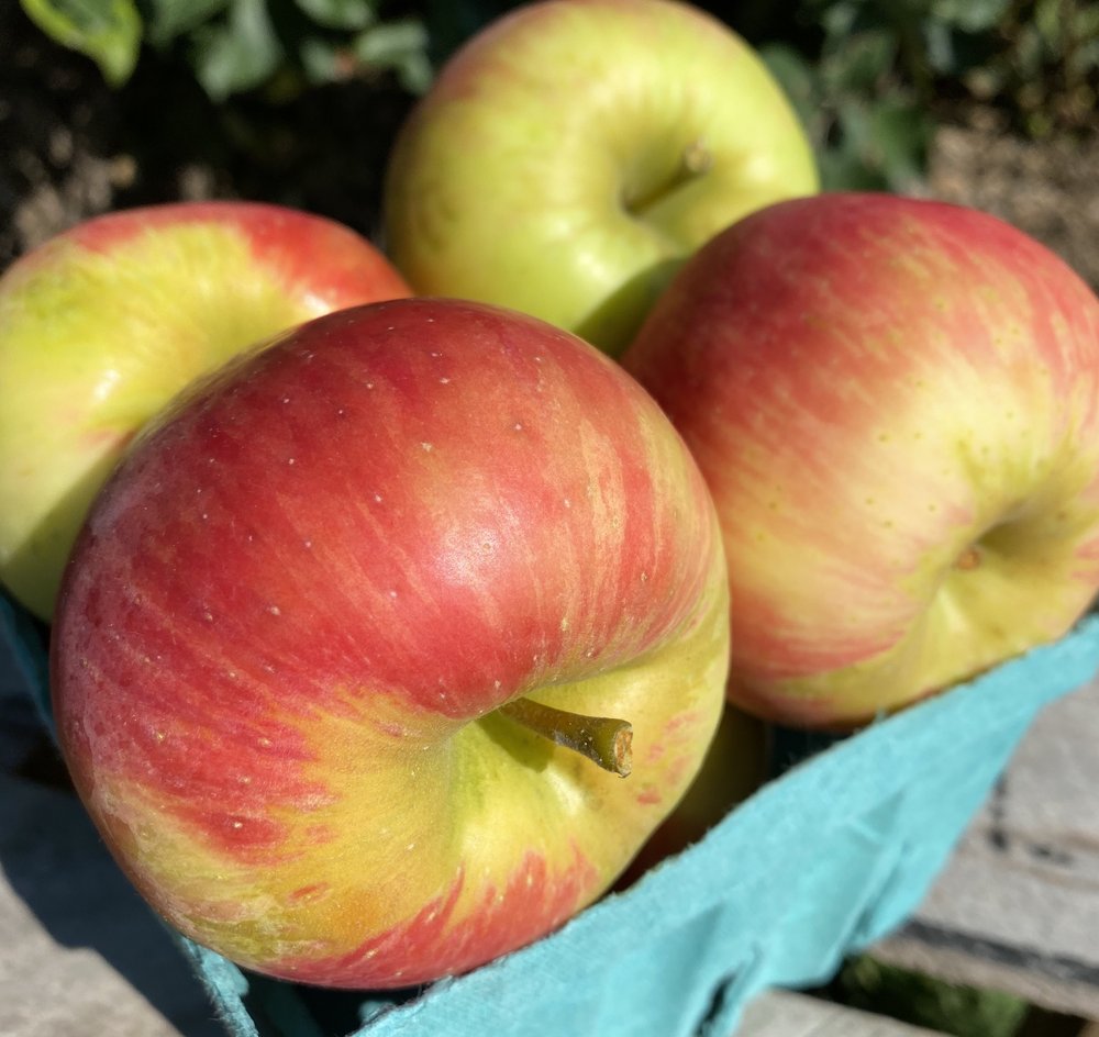 Apples, Honeycrisp