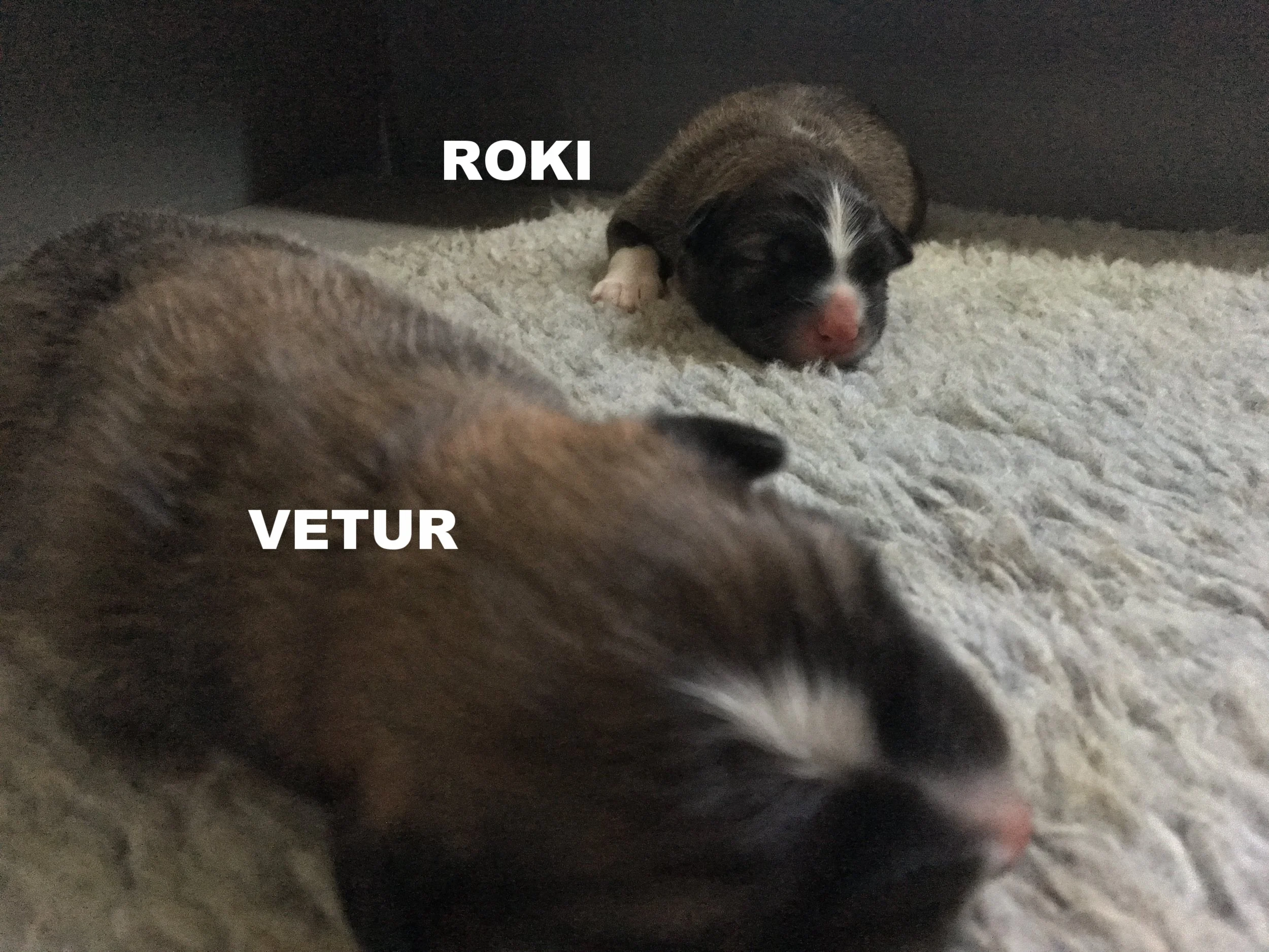 Vetur and Roki (2).JPG