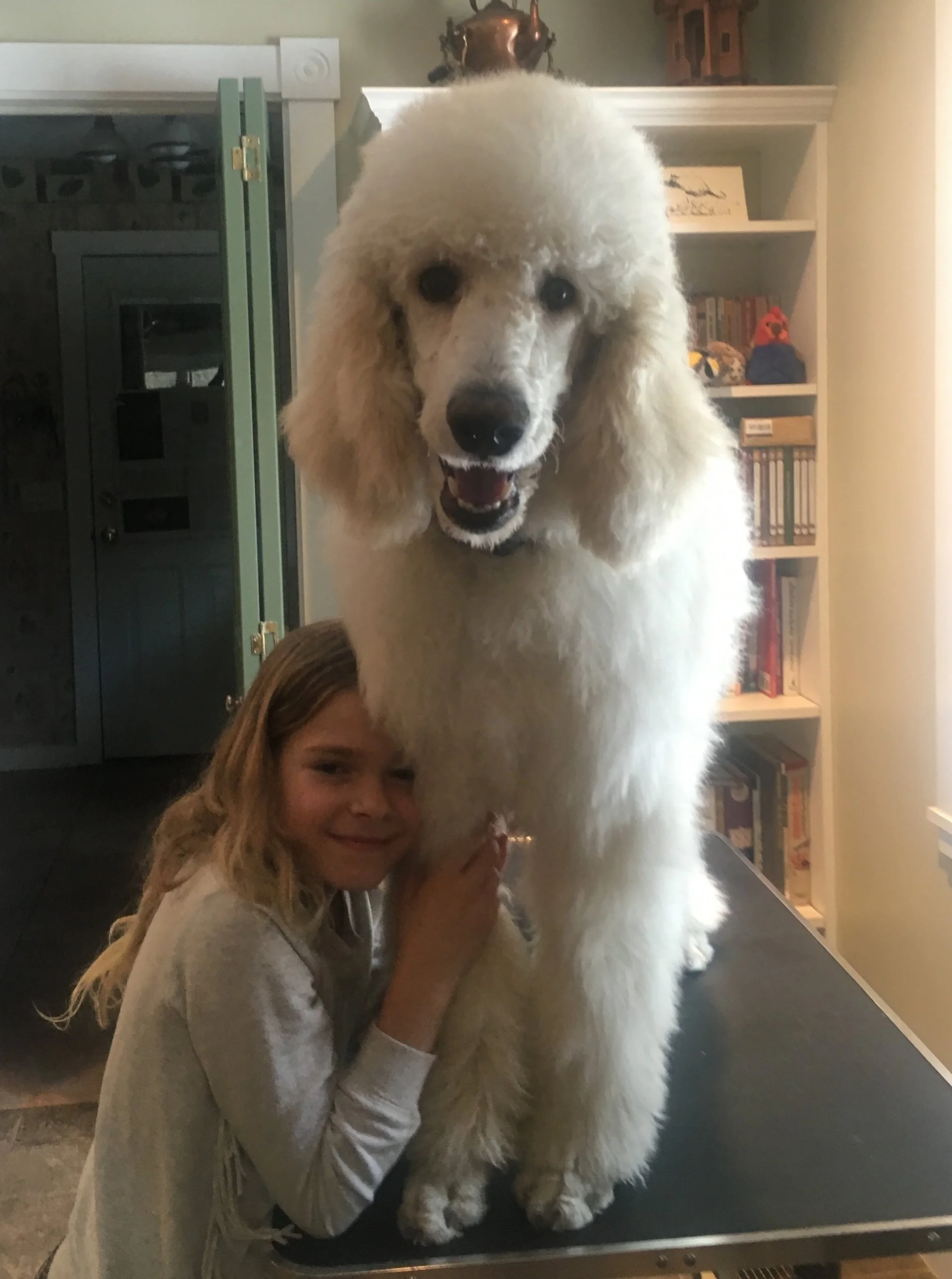 Poodle