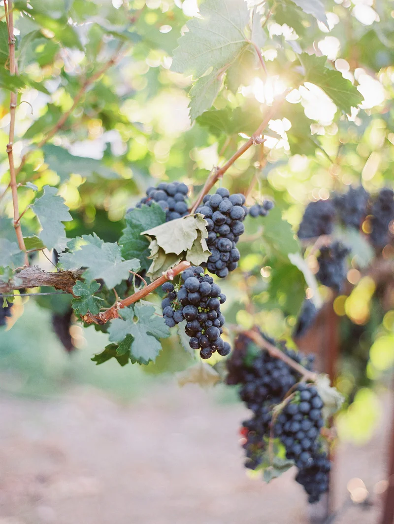 loripaladinophotography.com | Lori Paladino Photography | Napa Valley Wedding Photographer | Geyserville Inn Weddings