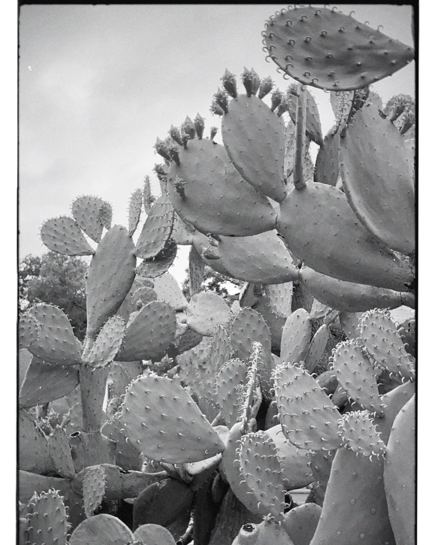 ceramics content interruption because it&rsquo;s blooming season🌵