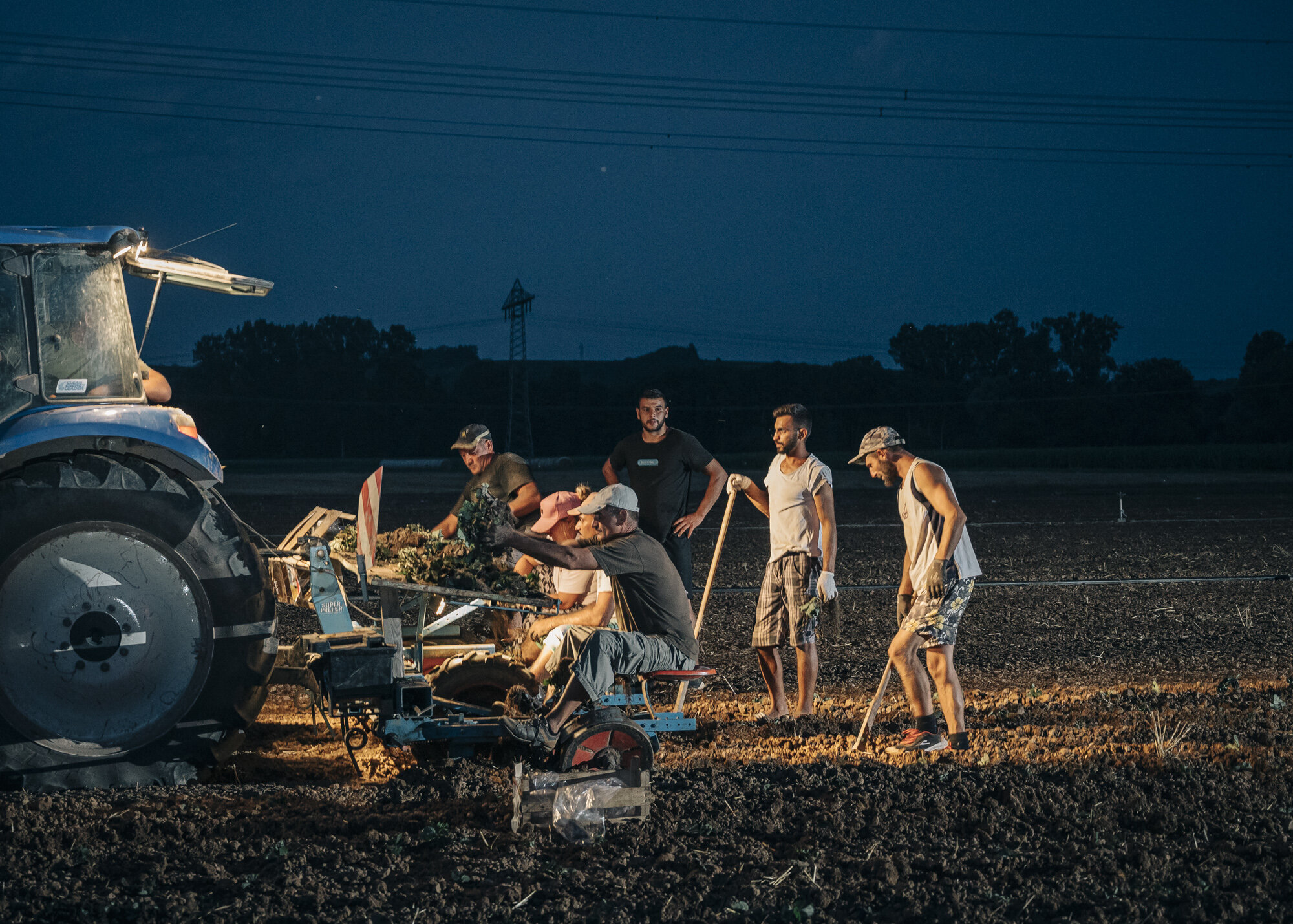  Alin, Benjamin, Attila, Flavius, Surin, Margatha and Manu from Romania are working in a field late at night, planting strawberries for the second half of the season. 