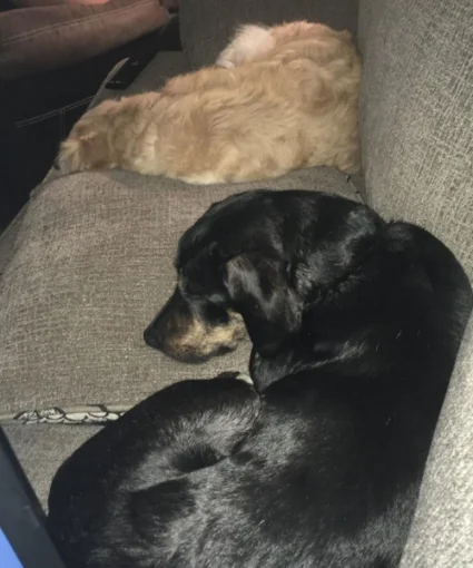 Roxy & Riley relaxing together