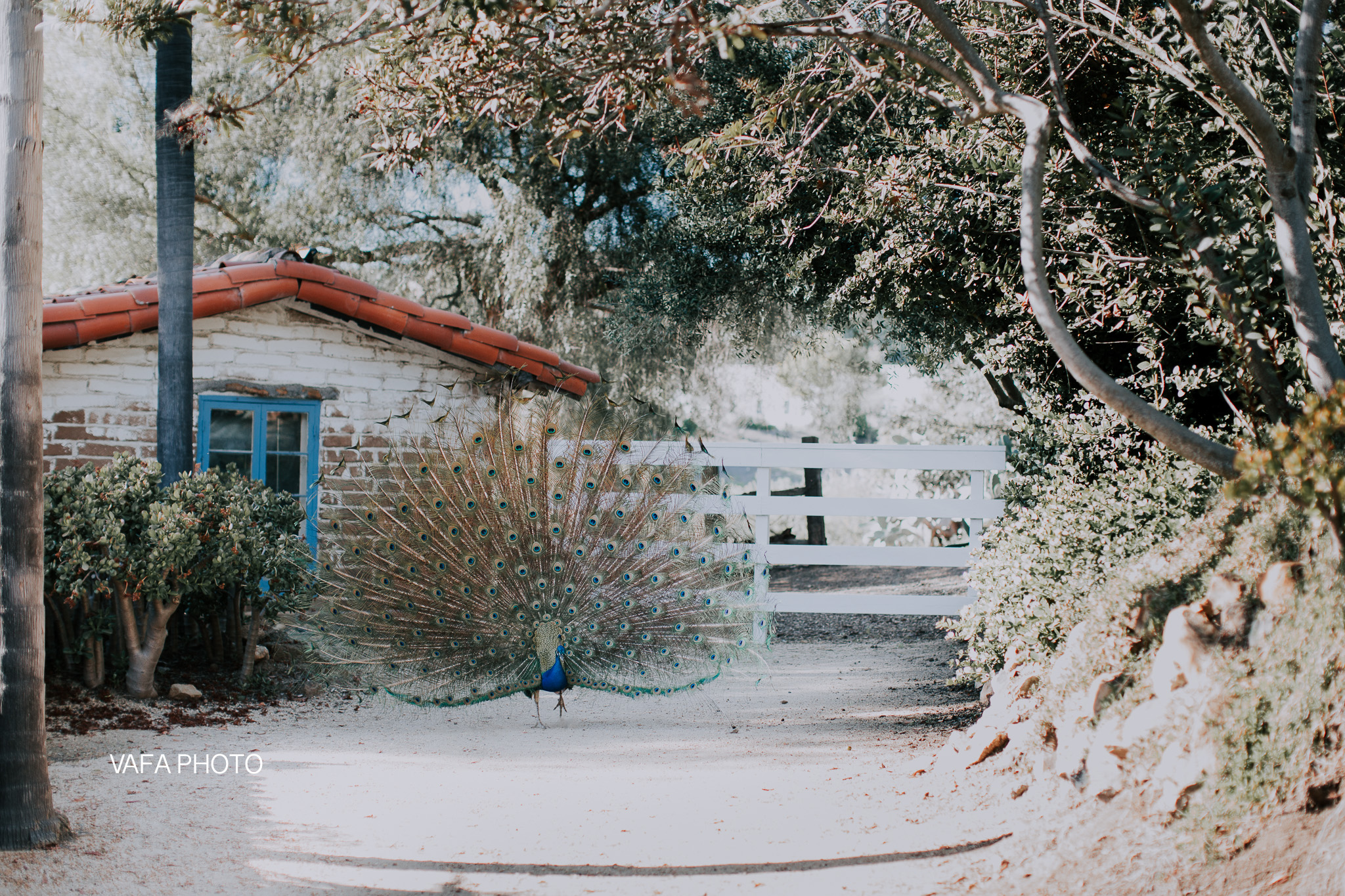 Leo-Carrillo-Ranch-Wedding-Lauren-Mike-Vafa-Photo-516.jpg