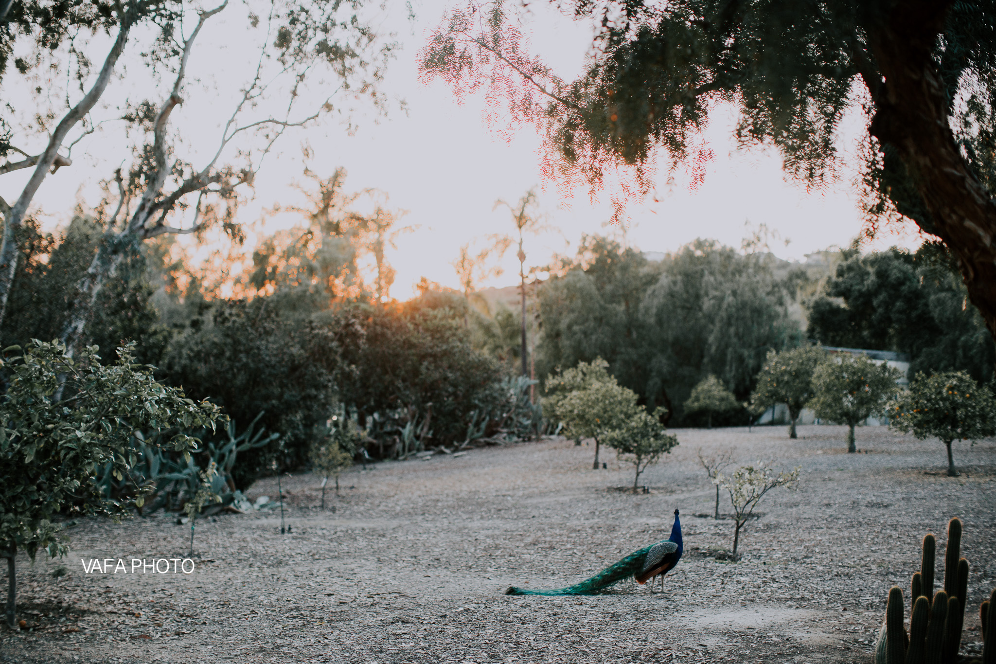 Leo-Carrillo-Ranch-Wedding-Lauren-Mike-Vafa-Photo-1055.jpg