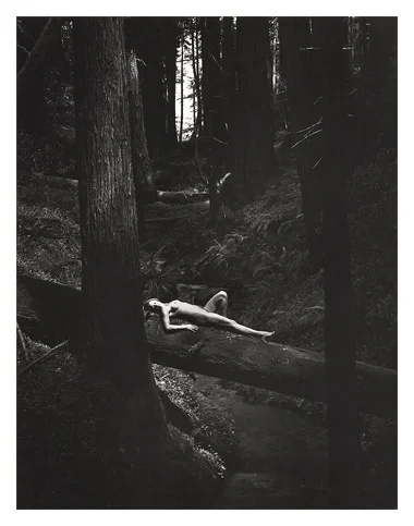 Dark Forest