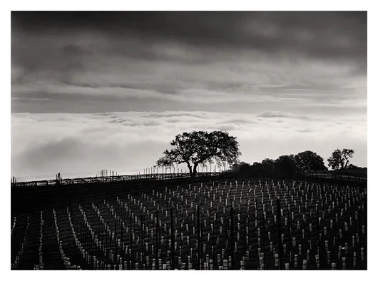 Pinot Vineyard