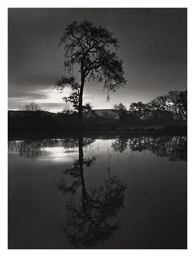 Silhouette of Oak