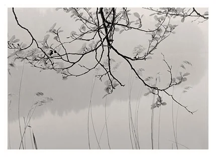 Alder in Spring