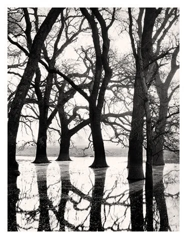 Valley Oaks in Fog