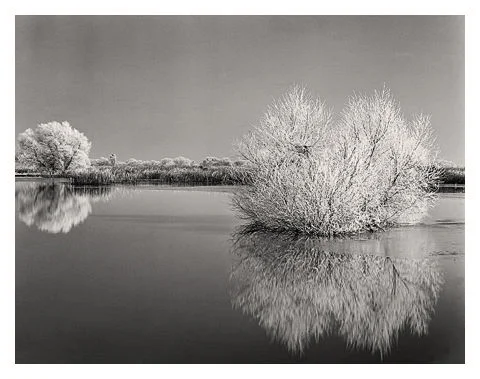 Frosted Willows