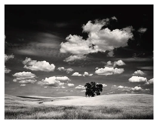 Oak and Clouds