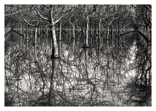 Tunnels in the Trees