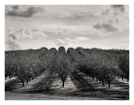 Rodden Orchard
