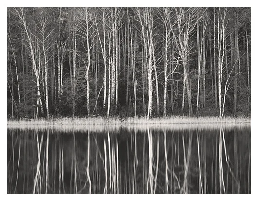 Forest and Tules