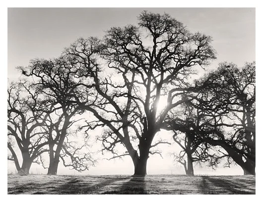 Good Morning Valley Oaks