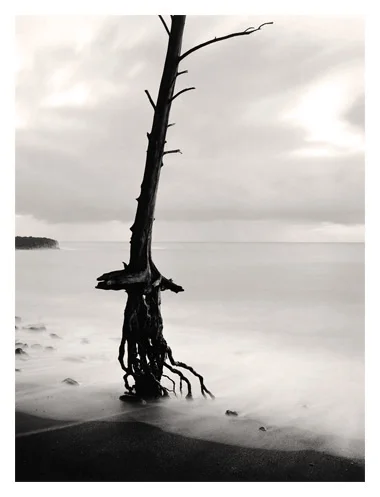 Metaphysical Tree