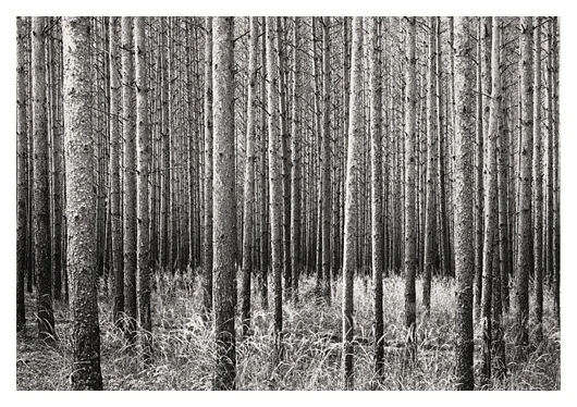 Proverbial Forest