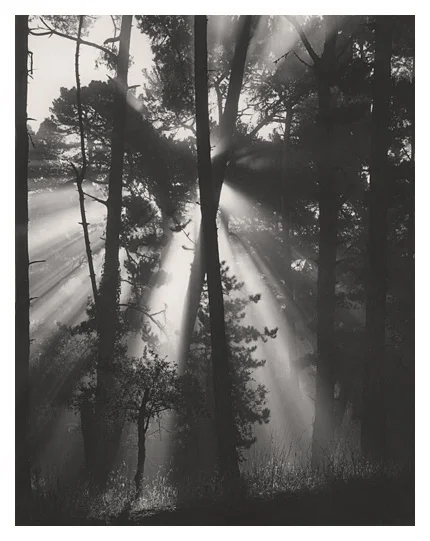 Skyline Forest