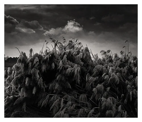 Tule Harvest