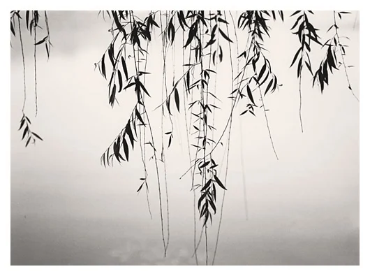 Weeping Willow