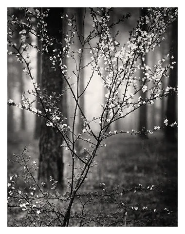 Flowering Trees
