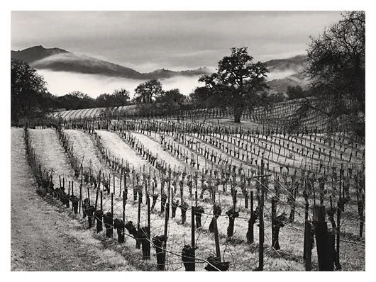 Old Grapevines