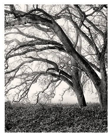 Dendritic Oaks