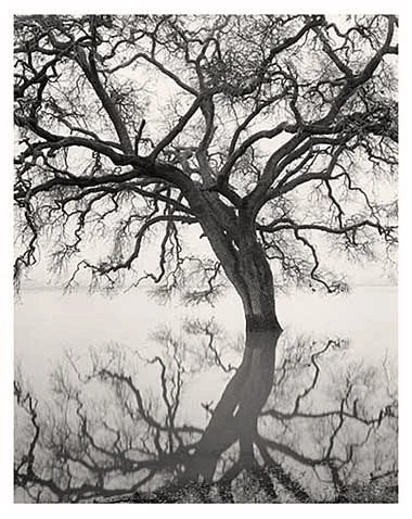 Floating Oak