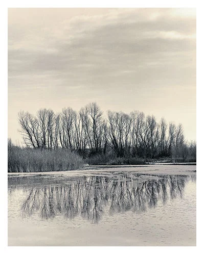 Cottonwood Lace