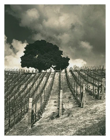 Lindstrom Vineyard