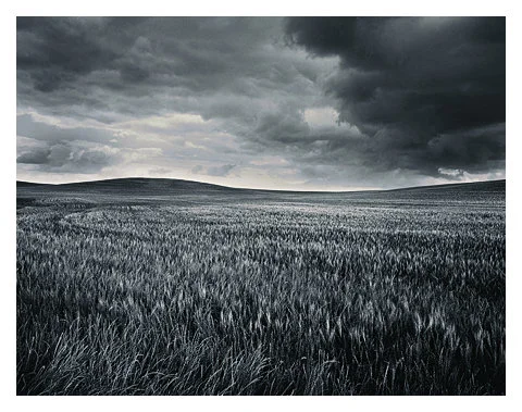 May Storm in Wild Rye