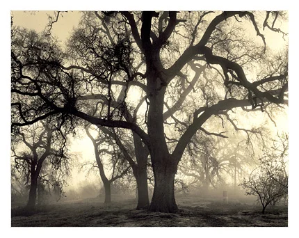 Merced River and Oaks