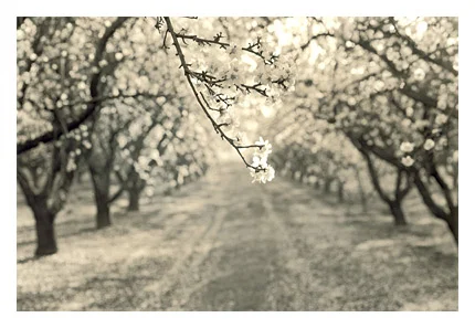 Petals in Motion #2
