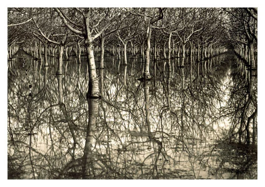 Tunnels in the Trees