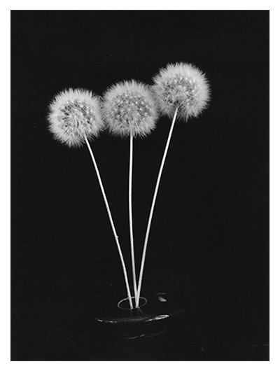 Dandelion