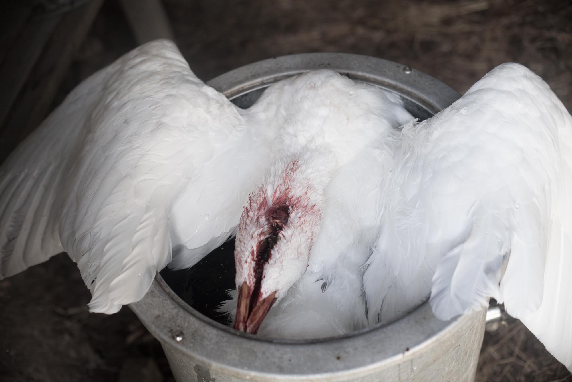 goose web site-06227.jpg