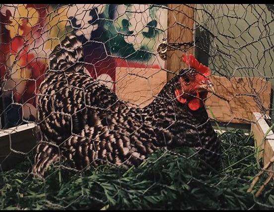 Pepper the chicken
