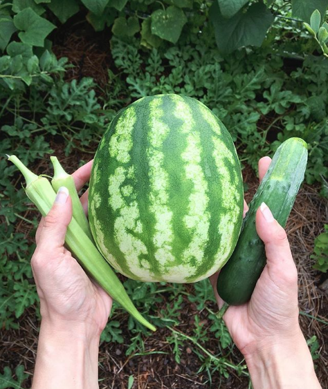 Summer Pickin's