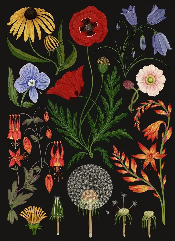 Illustrazione Katie Scott