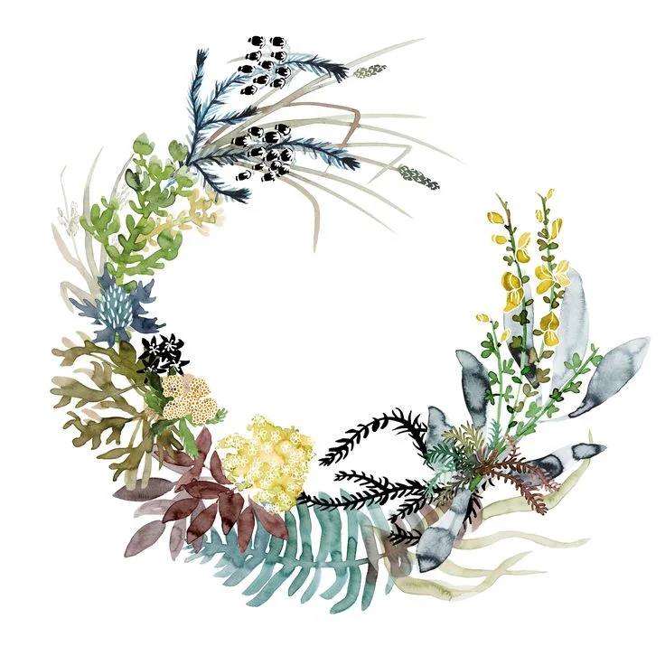 illustrazione Katie Vernon