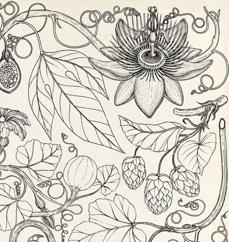 Illustrazione Katie Scott