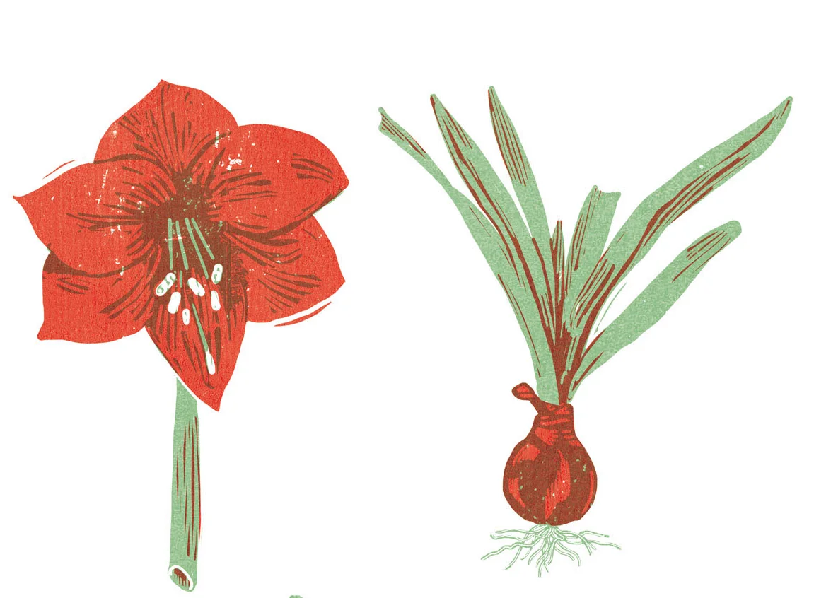 Illustrazione Irene Rinaldi