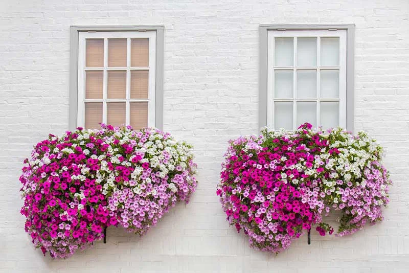 Petunias.jpg