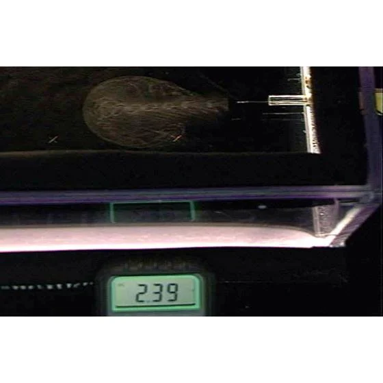  Corona Electrode and Dedicated Light Source Assembly