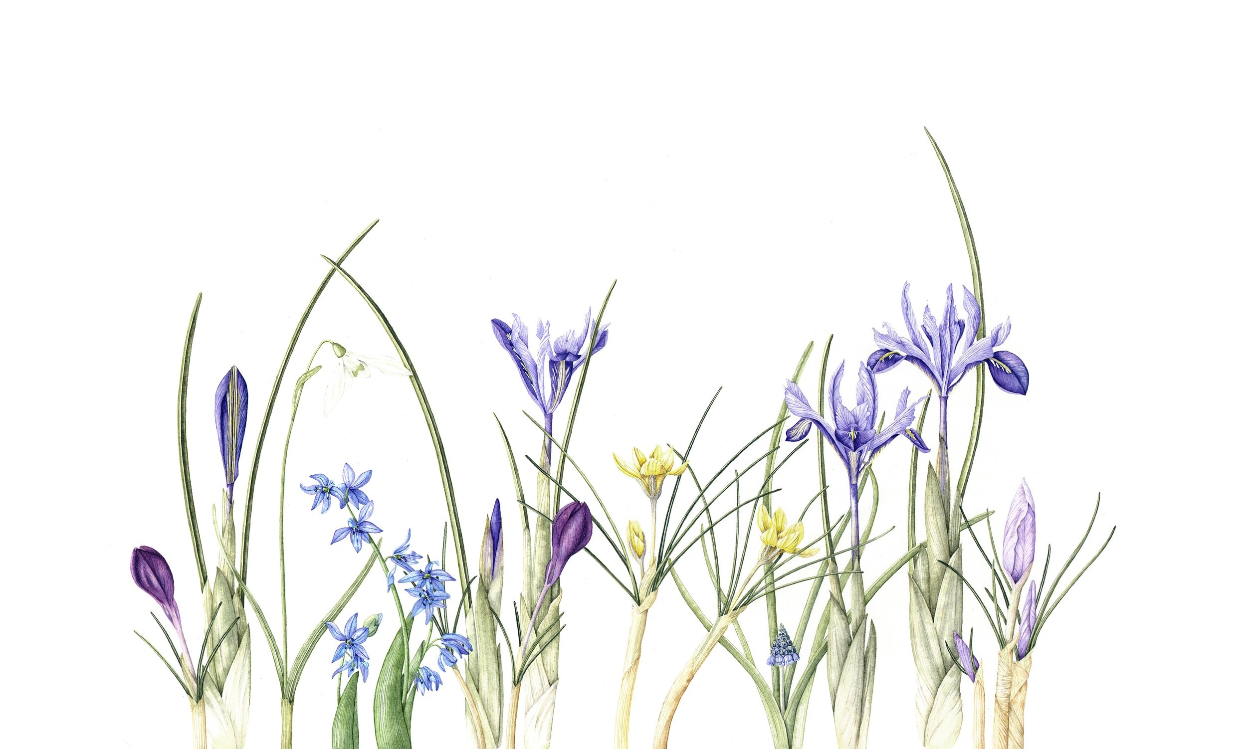 Spring bulbs.jpg