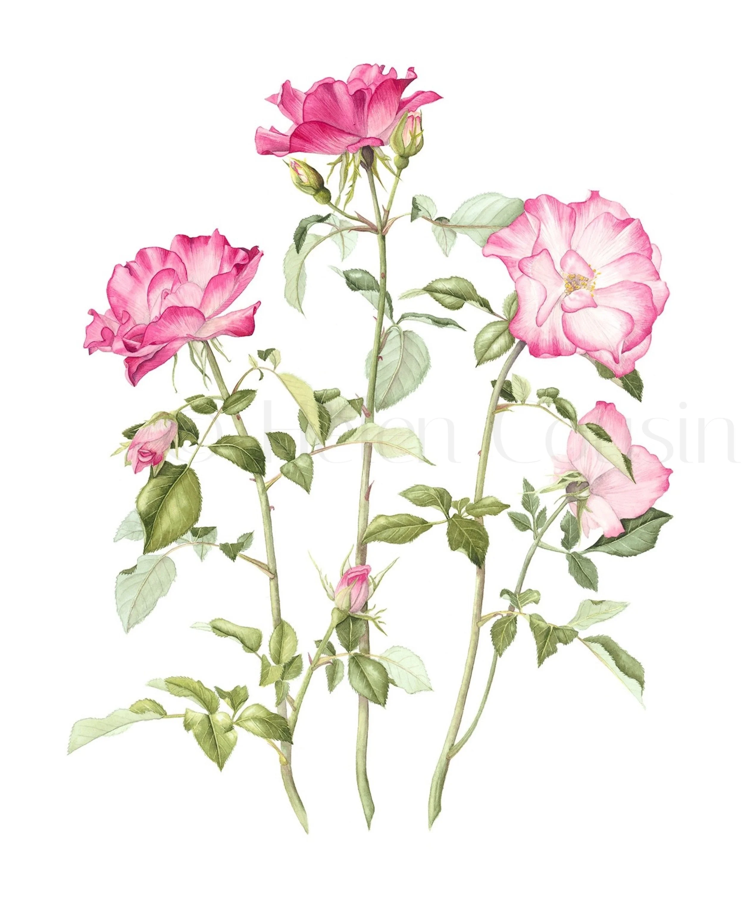 Rose Birthday Girl.jpg