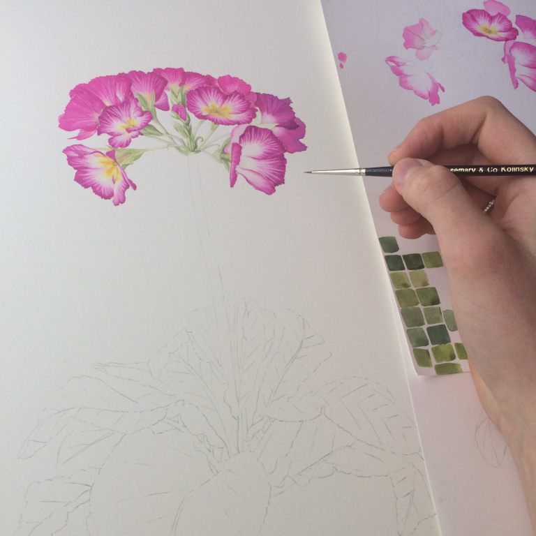 Painting White Flowers — Helen Cousins Botanics